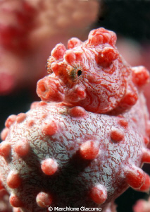 Pigmy Portrait
Nikon D200, 105 micro, twin strobo
Bali ... by Marchione Giacomo 